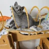 Beautiful British shorthair blue kittens (Copy)