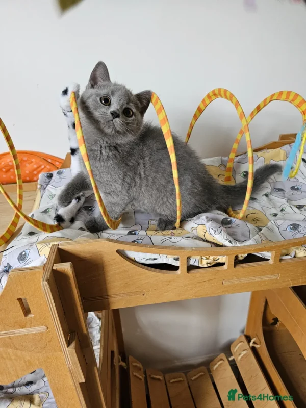 Beautiful British shorthair blue kittens (Copy)