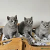 Beautiful British shorthair blue kittens (Copy)