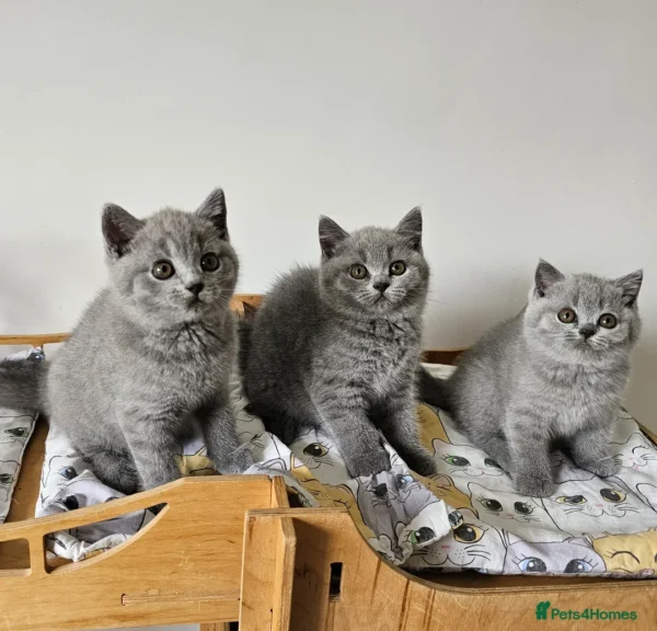 Beautiful British shorthair blue kittens (Copy)
