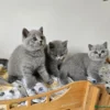 Beautiful British shorthair blue kittens (Copy)
