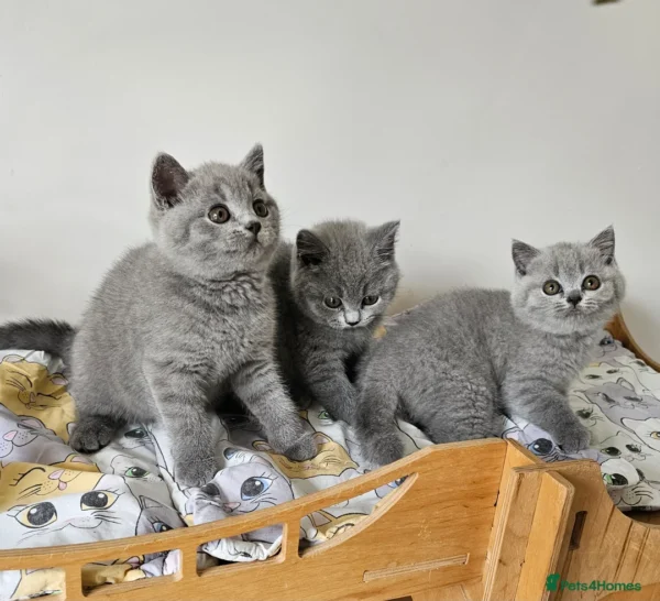 Beautiful British shorthair blue kittens (Copy)